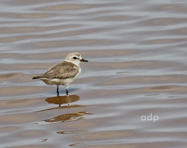 Kentish Plover  (Charadrius alexandrinus) Alan Prowse